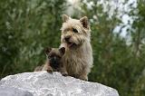 CAIRN TERRIER 442